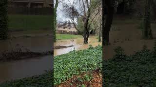 Sonoma County storm Copeland Creek jan 5 2023 [upl. by Auqinaj394]