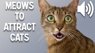 Sounds that attract cats  Meow to make cats come to you [upl. by Sineray]