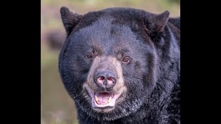 The Deadliest Grizzly In Yellowstone National Park History [upl. by Goldia]