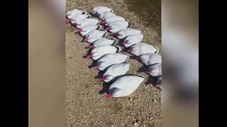 How to make Cheap Snow Goose Decoys [upl. by Zakaria]