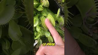 Ne Touchez Jamais Cette Plante Carnivore shorts [upl. by Delamare486]