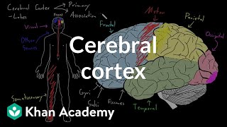 Cerebral cortex  Organ Systems  MCAT  Khan Academy [upl. by Einnob]