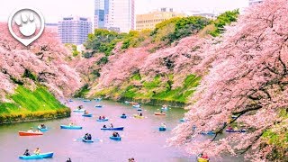 Cherry Blossoms in Japan 2018 Forecast [upl. by Dloniger965]