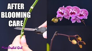 Orchid Care for Beginners  What to do after Phalaenopsis blooms fall Cutting spike amp aftercare [upl. by Ott]