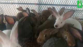 Backyard Rabbit farming Cuniculture tour of the weaners cage [upl. by Sherm186]