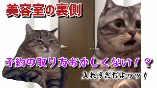 美容室で雇われてた時の話part1【猫ミーム】【猫マニ】 [upl. by Samot]