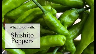 What to do with Shishito Peppers [upl. by Ruyle]