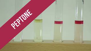 Peptone Test [upl. by Owen]