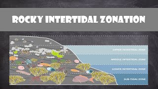 Rocky Intertidal Zonation  Oceanography [upl. by Sudoeht]