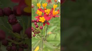 இரத்த மலர் அஸ்க்லெபியாஸ் குராசாவிகா Blood Flower Asclepias curassavica shots [upl. by George482]