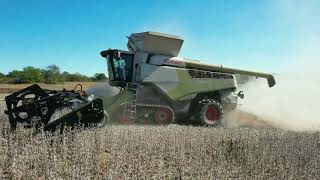 CJ Magley Custom Harvesting Soybeans 2024 [upl. by Madalena]