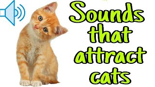 Sounds that attract cats  Meow to make cats come to you [upl. by Ariad101]