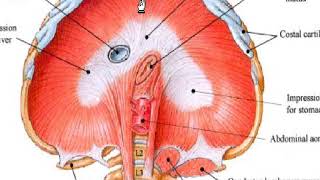 Anatomie du diaphragme [upl. by Bomke]