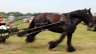 Paardenfokdag Stal t Sander EttenLeur [upl. by Farlay]