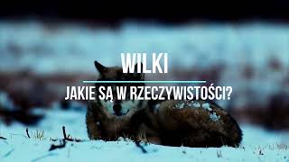 JAKIE NAPRAWDE SĄ WILKI [upl. by Stesha]