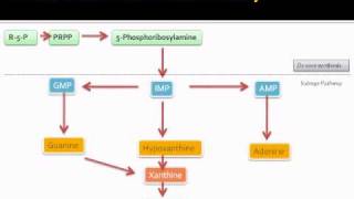 Purine metabolic pathway [upl. by Eiralih94]