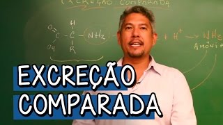 O que é Excreção Comparada  Extensivo Biologia  Descomplica [upl. by O'Doneven]