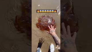 😱😱🔥🔥🔥 ocean jellyfish jellyfishfields beach crab shorts entertainment [upl. by Karry]