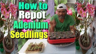 How to Repot Adenium Seedlings [upl. by Farver]