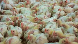 Chicken meat production BBC Countryfile [upl. by Ellett699]