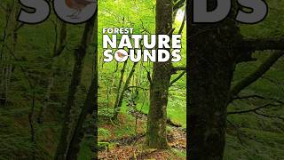 💚 Nature Sounds Nature Sounds Forest shorts 161 nature forestnaturesoundsrelaxation waterfall [upl. by Gardas]