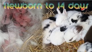 Rabbit Babies newborn to 14 days  Baby bunny Kits [upl. by Norval131]