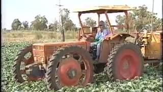 Farming and Handling of Yabbies Documentary [upl. by Zoller]