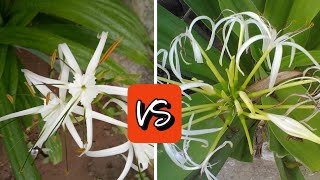 Hymenocallis littoralis Vs Crinum asiaticum know the difference जानिए क्या है अंतर Spider lily [upl. by Viehmann]