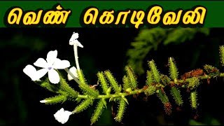 plumbago zeylanicaகொடிவேலி எ சித்திரமூலம் வைத்தியம் kodivelimedicine [upl. by Hannan]