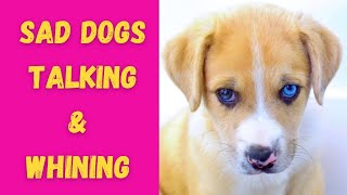 SAD DOGS TALKING amp WHINING Sound Effects High Quality [upl. by Maleki]