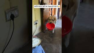 Tere bina na guzara e 😂  labra rubi  youtubeshorts shorts labrador dog funny memes cute [upl. by Marian]