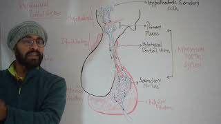 Hypophyseal Portal System hypothalamus pitutarygland hypophysealportalsystem net bsc msc [upl. by Jozef273]