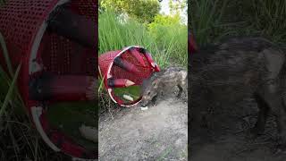 New Technique DIY Wild boar Trapping Tool Using Big wood trap Pigtrap camping animals trapping [upl. by Rosio]