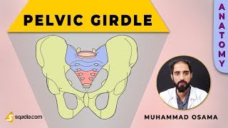 Pelvic Girdle  Sacroiliac Joint  InterOsseous Sacroiliac Ligament  Anatomy [upl. by Gisele909]