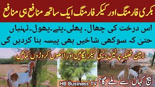 Earn money with Trees farming  کیکر فارمنگ  Goat Farming  Best Side Business [upl. by Zelde42]