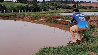 PINTADO GIGANTE  PIRARARA  DOURADO E TAMBAQUI  MAIS PEIXE QUE ÁGUA NESSE LUGARPESCARIA RAIZ [upl. by Sami]