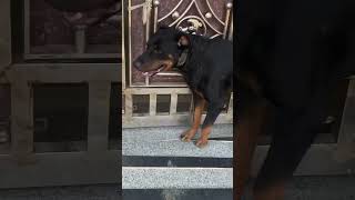 Jacky ne choda ghar apni girlfriend ke liye rottweiler shorts ytshorts doglover [upl. by Winola]