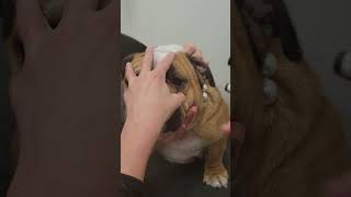 Intraocular Pressure Measurement in the Dog [upl. by Eimmas621]