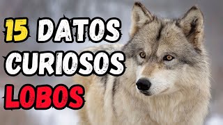 15 Datos Curiosos de los Lobos  Grandes depredadores del reino animal [upl. by Milka]