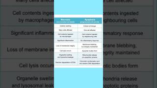 Apoptosis vs Necrosis in short biology cellbiology [upl. by Annavoj]