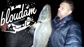 HOW TO KOB FISHING WITH LIVE BAIT [upl. by Nuahsar282]