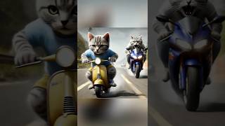 🍮Pudding Chase😡 cat kitten catvideos funny cutecat catlover [upl. by Gredel]