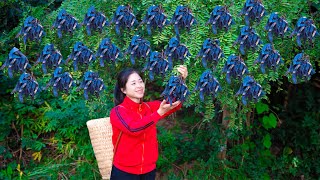 Single Girl Harvest gleditsia amp Goes To Market Sell  Harvesting And Cooking  Lý Song Ca [upl. by Screens]