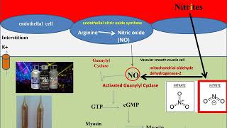 The Pharmacology of The Vasodilators amp The Treatment of Angina Pectoris 2 [upl. by Adamsen]