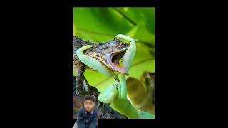 Praying Mantis attacks and eats Lizard 🦎😱reaction ytshort viral lizard mantis [upl. by Ecinehs942]