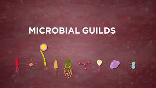 Modelling gut microbia interactions [upl. by Doelling244]