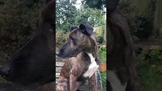 The magnificent BULL LURCHER dog pets lurcher [upl. by Ardnwahsal]