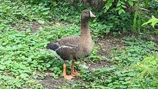 Lesser WhiteFronted Goose Casually Walks And Snacks [upl. by Yrelle]