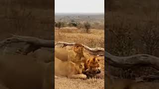 quotLions assert their dominance over a hyena in a fierce battle for supremacyquot [upl. by Howie750]