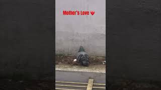 Pigeon pigeon egg hatching kabootar ki video ♥️shorts trending viralshorts [upl. by Estel547]